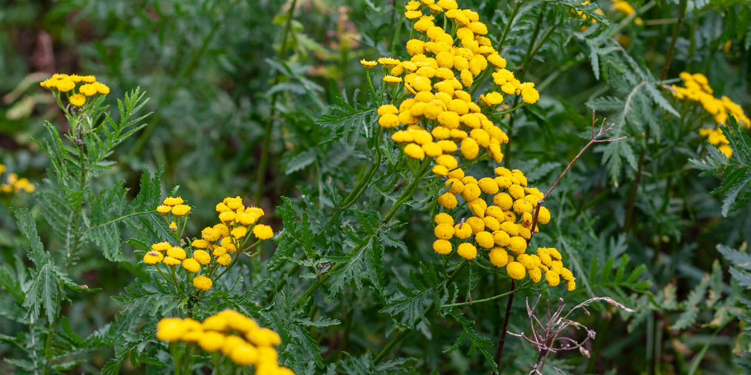 5 растений для защиты сада