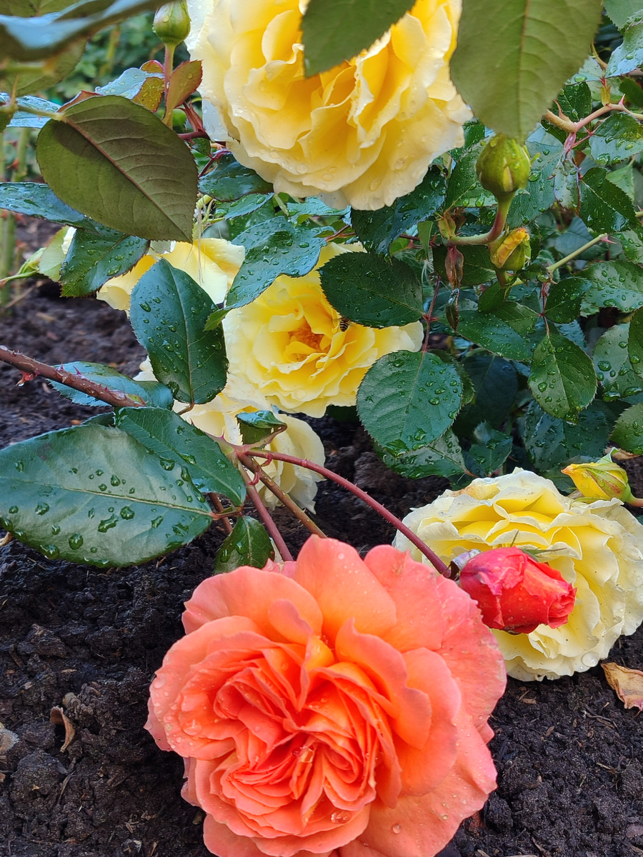 Рыжая Вивьен Вествуд с желтой Уайт Ликорис