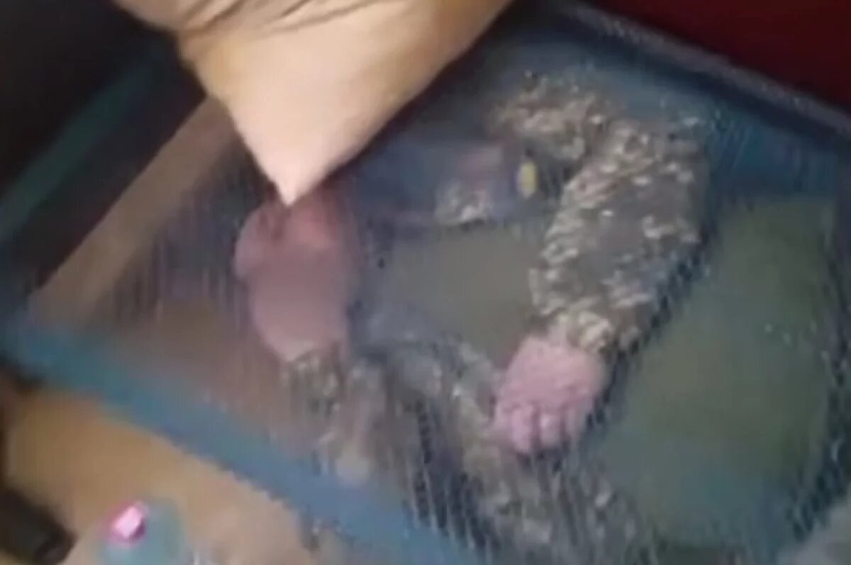    ВСУ оставили раненого бойца под кроватью в Курской области