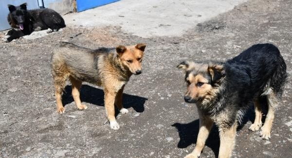    РИА «Новости»