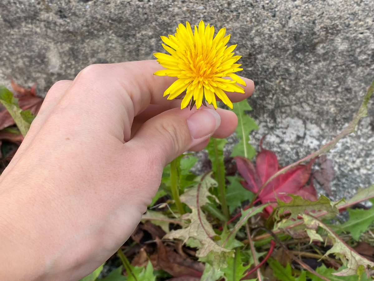 Запах одуванчика - прекрасный, как дома!