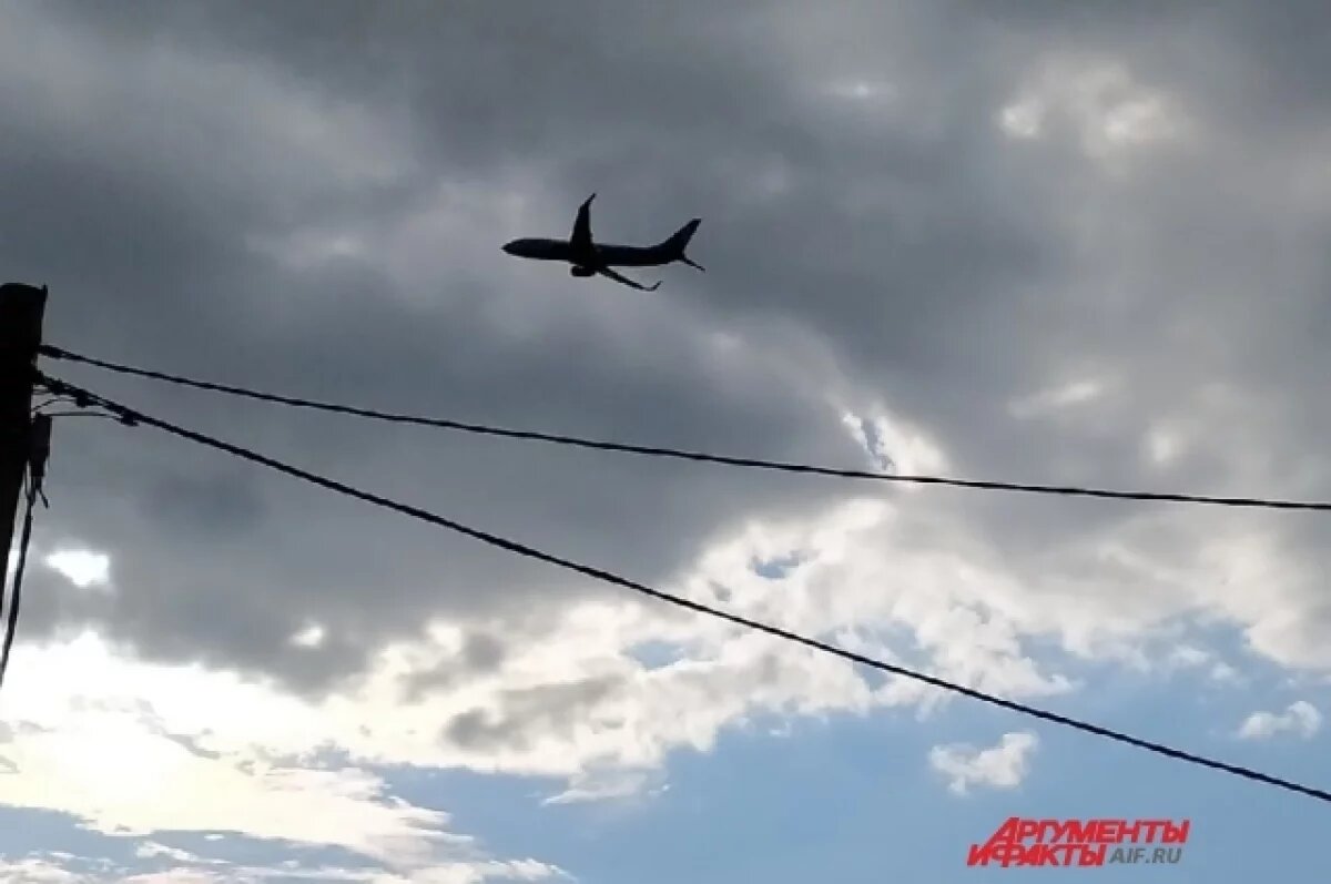    После гибели лисы при посадке самолёта в Перми прокуратура провела проверку