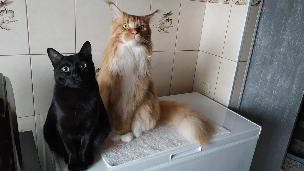 Мейн кун Степа и кот Тихон.