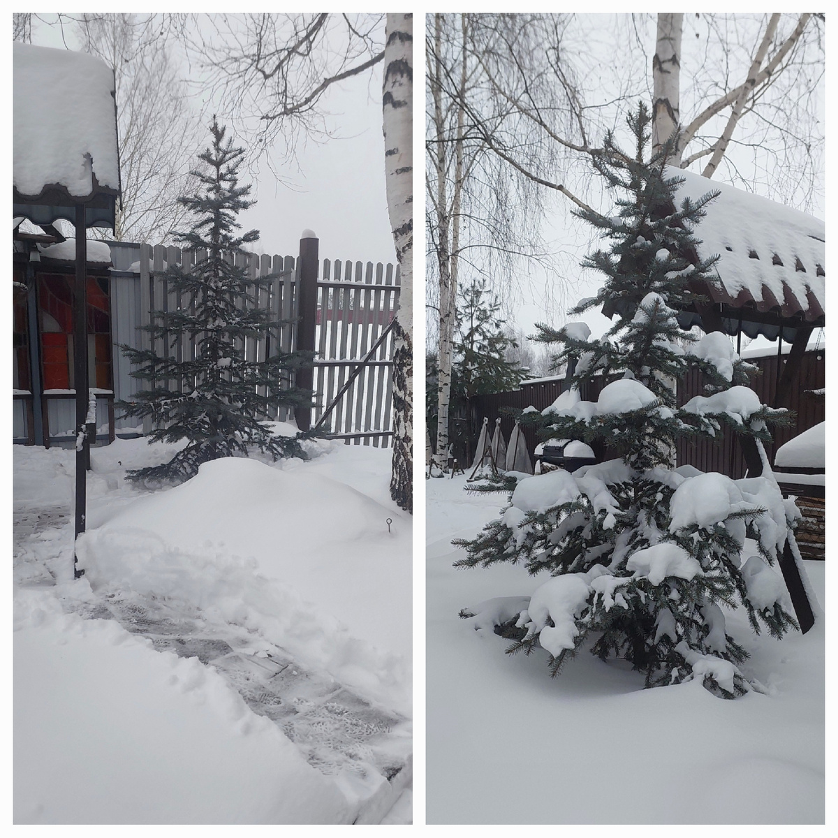 Чтобы стряхнуть снег с ели (обещали ледяной дождь) пришло дорожку прочистить.