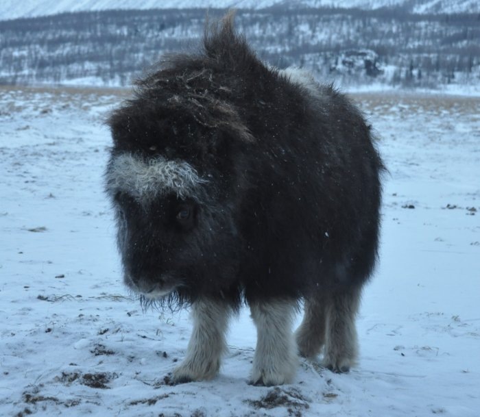 Фото из telegram-канала Новосибирского зоопарка.