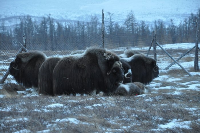 Фото из telegram-канала Новосибирского зоопарка.