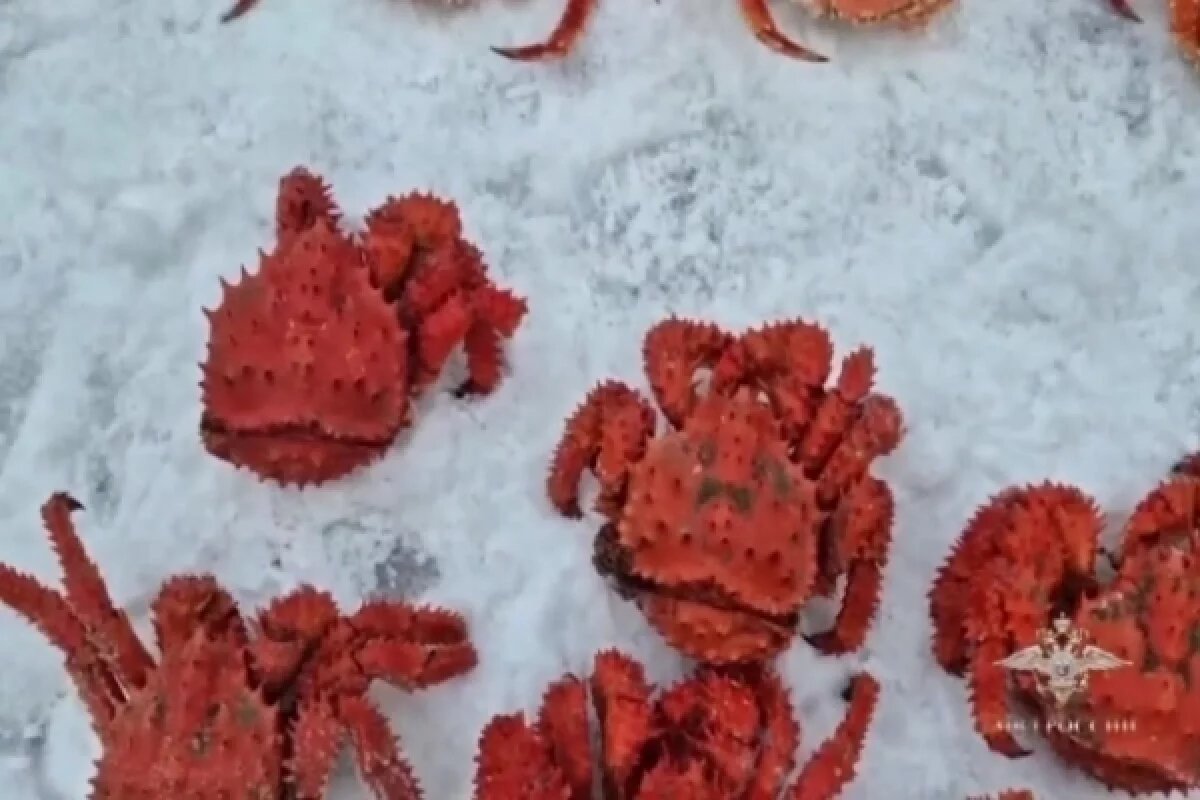    Группу браконьеров с крабами на 1,3 млн рублей задержали на Сахалине