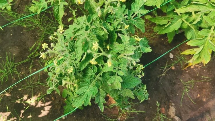    Галловые нематоды преуспели в сложном транскрипционном перепрограммировании культур для образования гигантских клеток