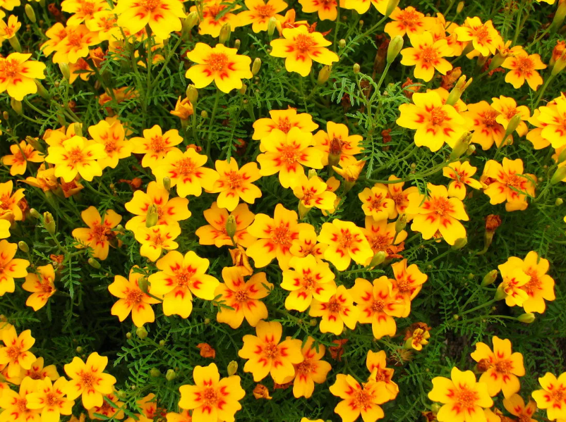 бархатцы тонколистные 