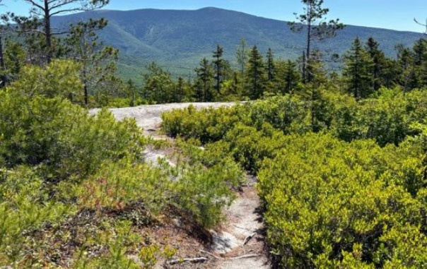 Голубичная гора.  
