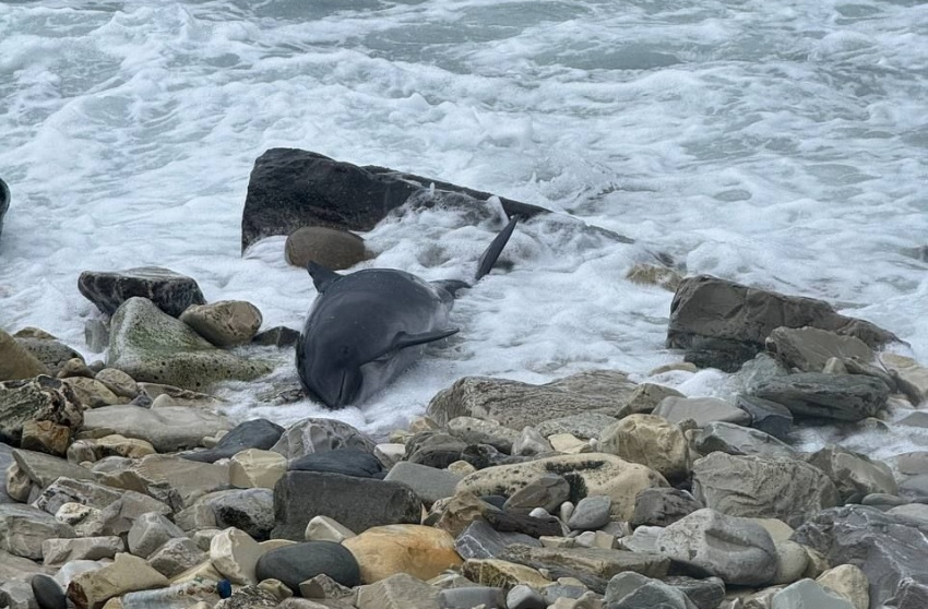 Фото: @delfacenter

Фото: @delfacenter

