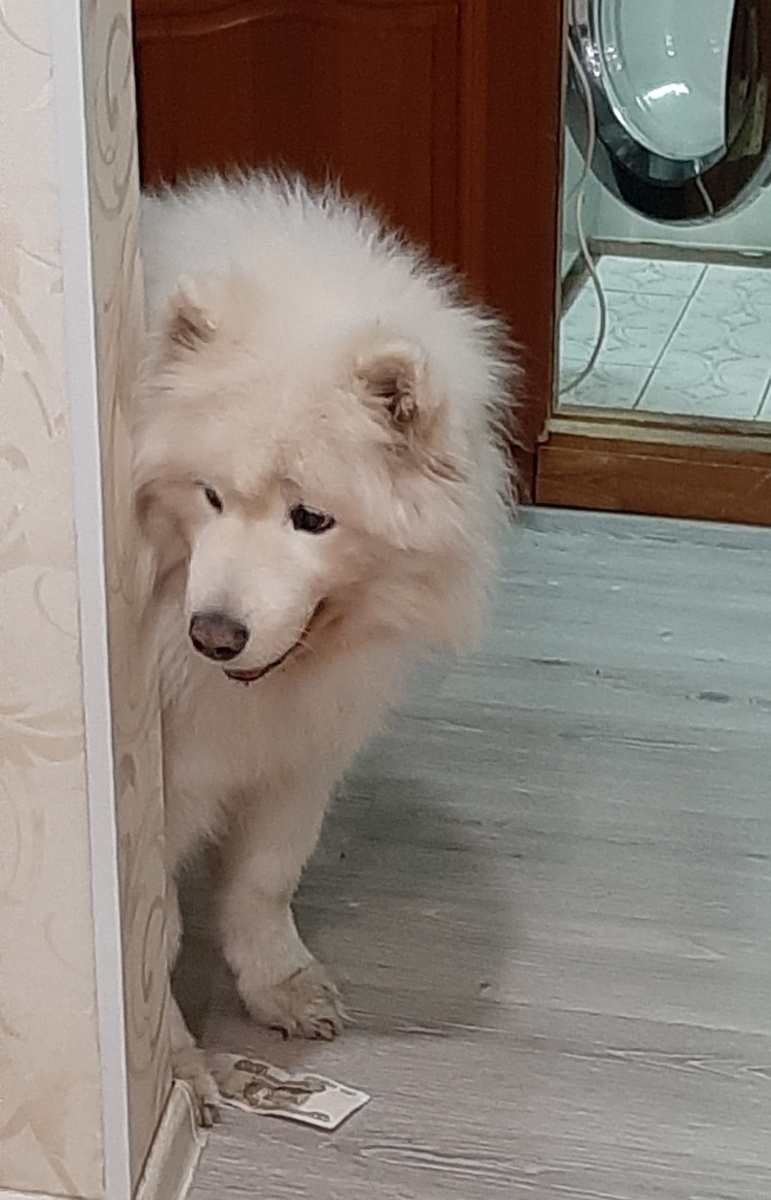 Виновник моих рухнувших планов