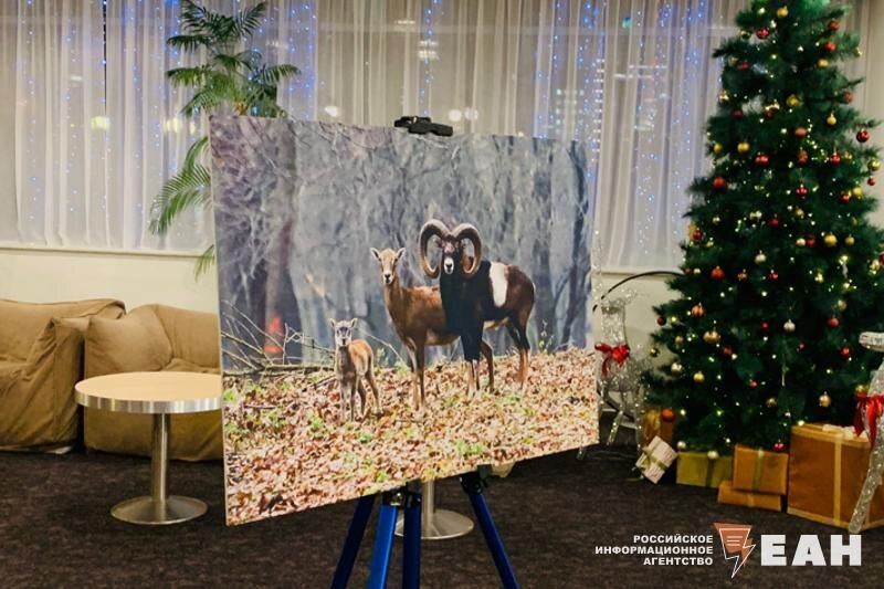    В музее будут чучела животных со всего мира