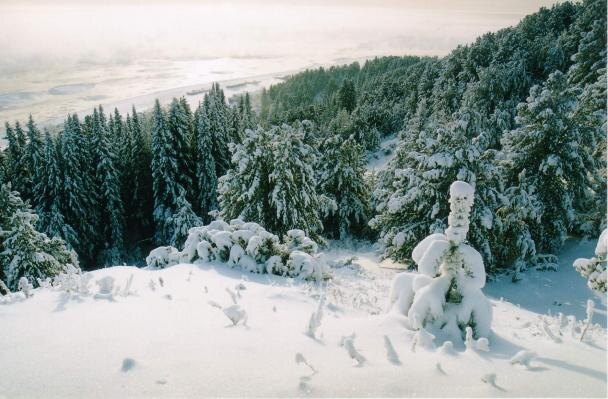    В Югре подвели итоги года добровольческих движений