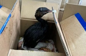    Фото: пресс-служба Росприроднадзора