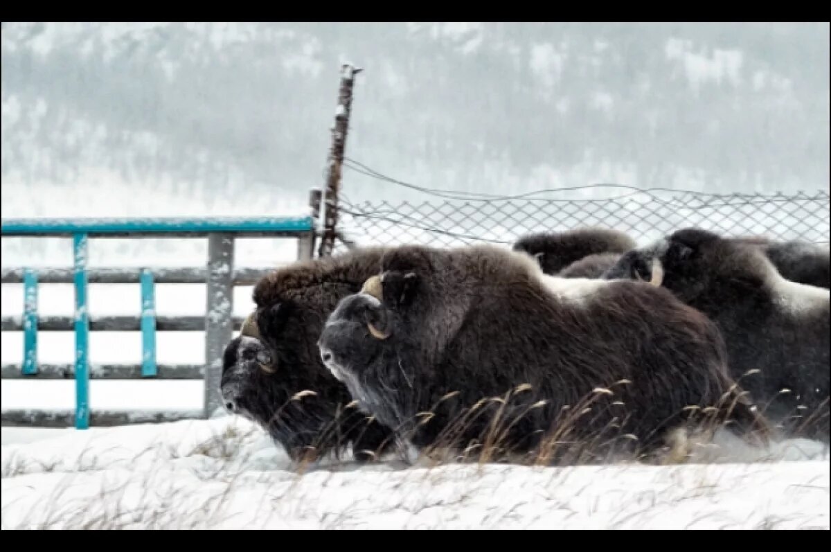    Ямальские овцебыки переехали в Московский и Новосибирский зоопарки