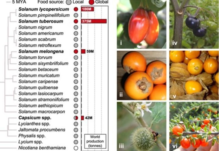    Доставить на стол колумбийский помидор луло или индийский волосатый баклажан помогут вирусы растений