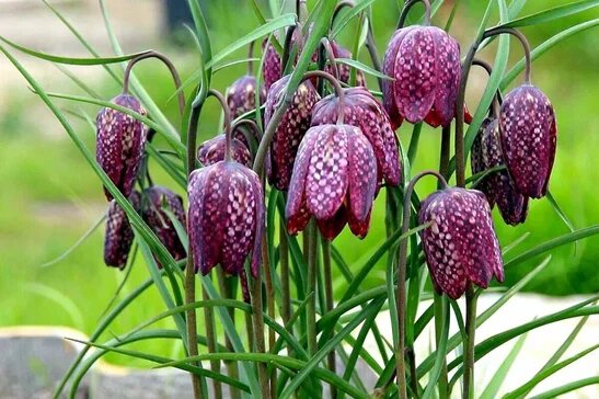  Какойй красавец!!!