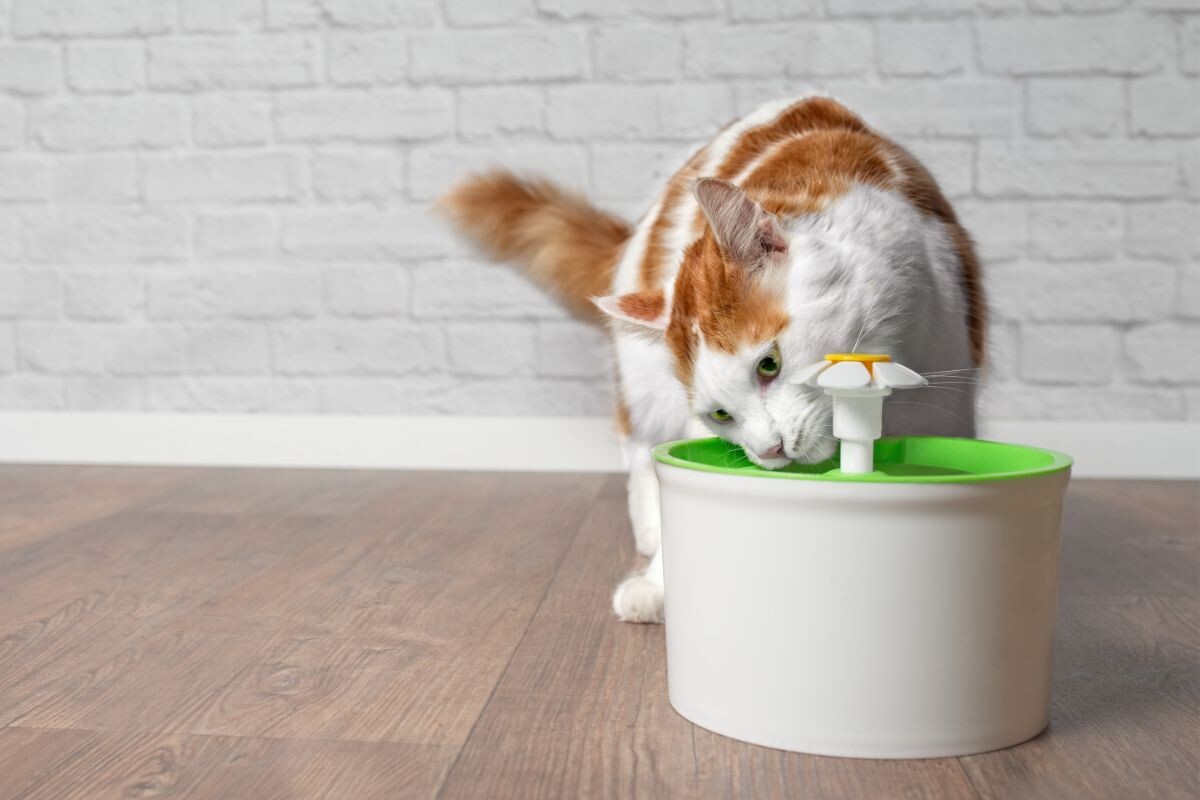 Котик пьёт воду из фонтанчика 