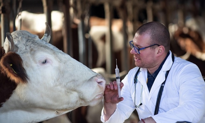   Почему буренок все меньше?