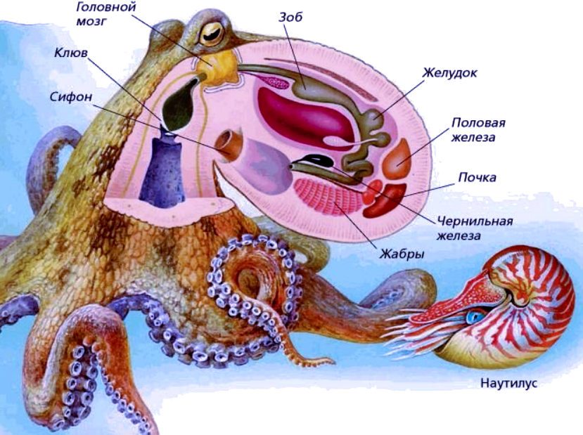 И чего только нет в этой голове. Источник фото: mungfali.com