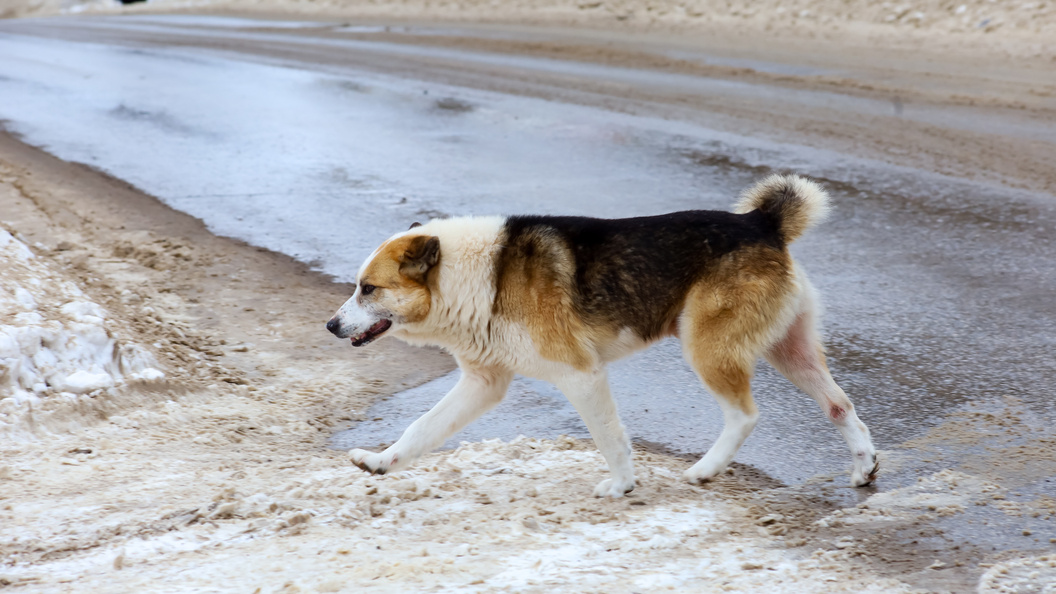    Elena Mayorova/Globallookpress