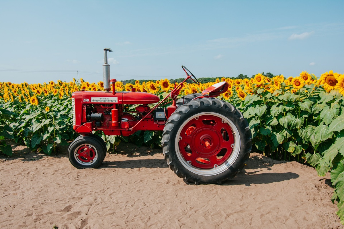 Аграриев выручают масличные культуры.  Фото: unsplash.com