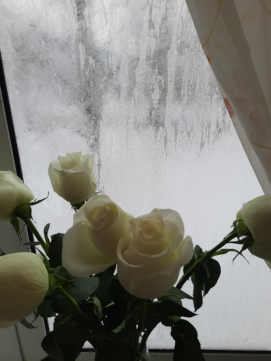 Морозы у нас, розы на окне