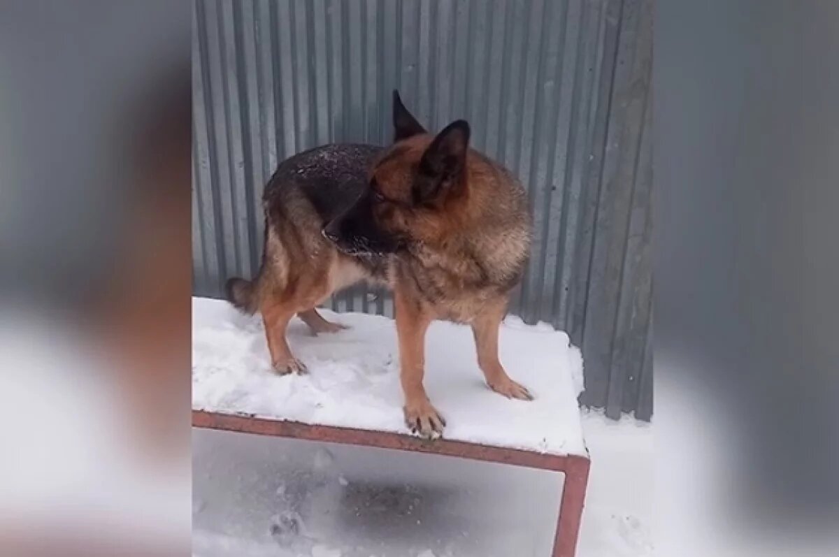    Немецкая овчарка Багира, служащая в УФСИН Удмуртии, вышла на пенсию