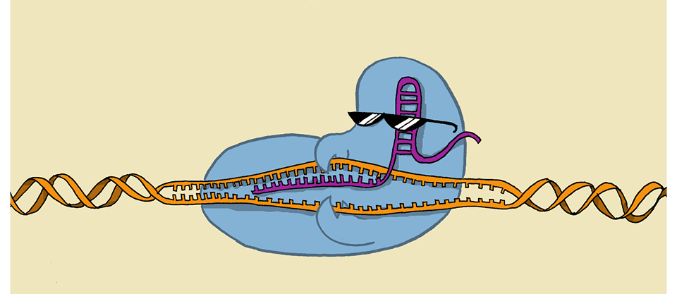 Вот этот CAS белок примерно так и встраивает ДНК\РНК вируса в CRISP-кассету. да-да ;3