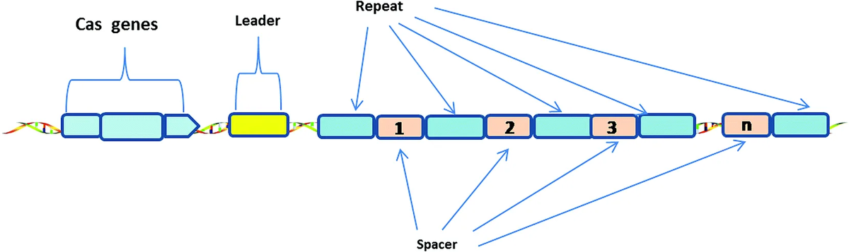 Немного про строение, если кому интересно. Система состоит из Cas белков ( они вырезают ДНК\РНК  вирусов), Cas-гена ( он эти белки приказывает синтезировать), Crispr-кассеты ( хранилище и обрабатывающий чужеродную генетическую информацию центр) На этой пикче и представлена сама кассета ( начиная с leader). Дальше идут спейсеры - обезвреженная ДНК\РНК.