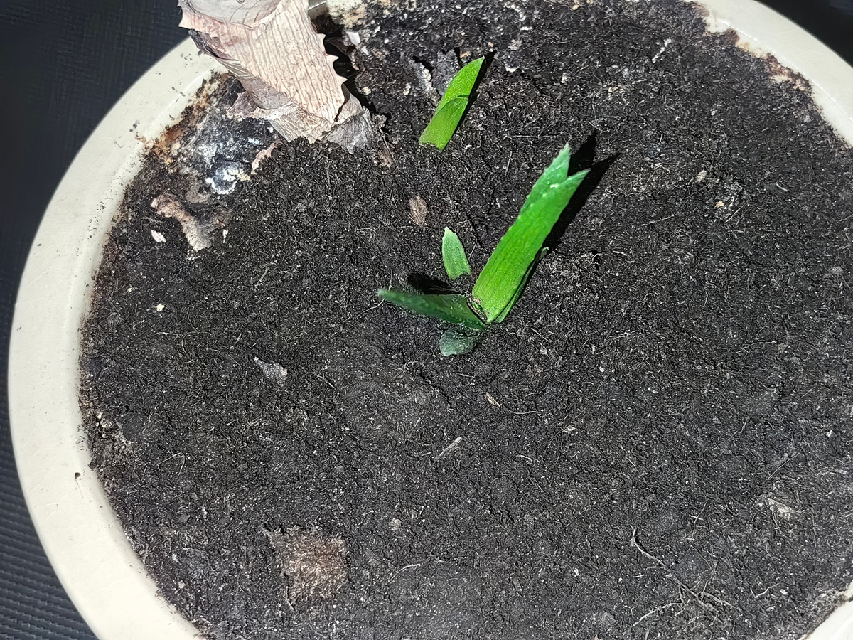 Детки у корней алоэ вера. Фото Натальи Мироновой