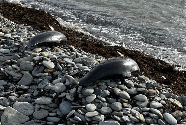    Фото t.me/delfacenter