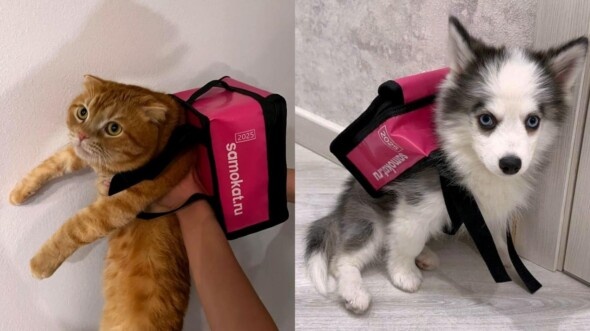 Пример UGC-контента созданные с рюкзачком от Самоката