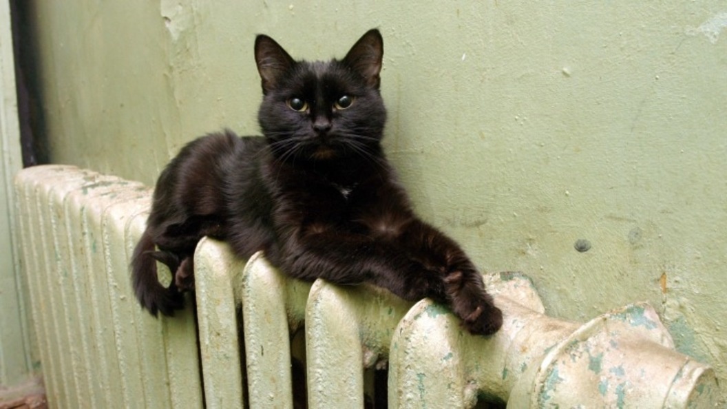    Фото: ZAMIR USMANOV/GLOBALLOOKPRESS