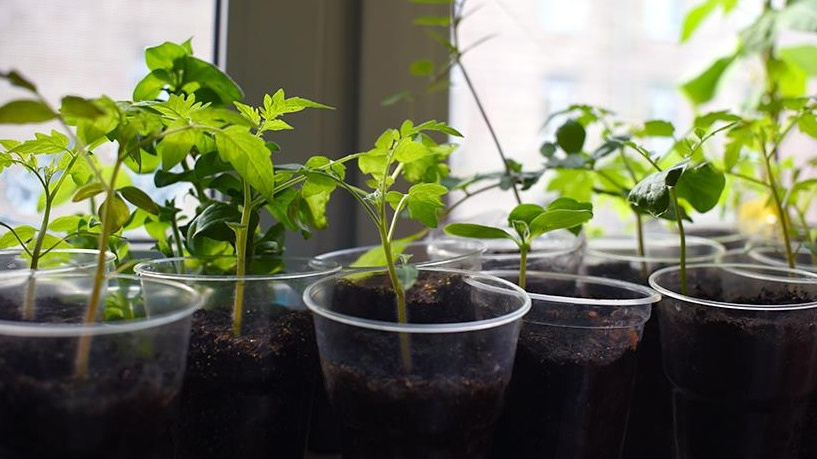 Начинаю выращивание рассады помидор. График посева 8 сортов с февраля по апрель на подоконнике