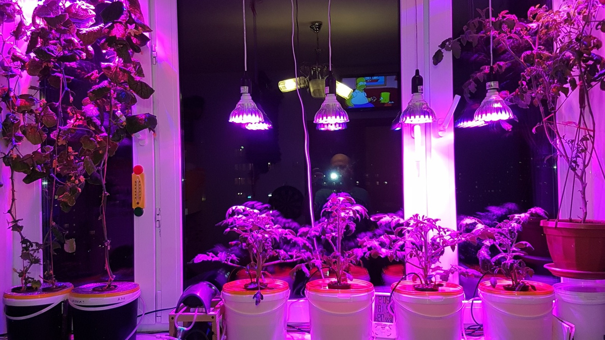 Мой южный подоконник в марте. Рассаде не страшны ни сквозняки, ни недостаток света