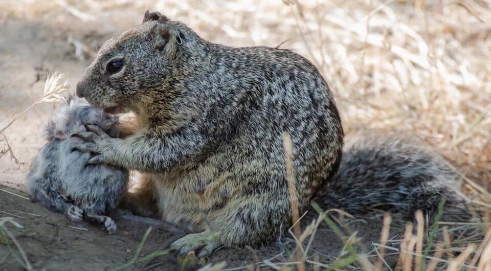   Sonja Wild et al. / Journal of Ethology, 2024