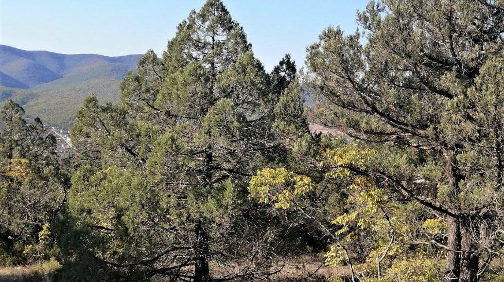    Фото: администрация г. Новороссийск