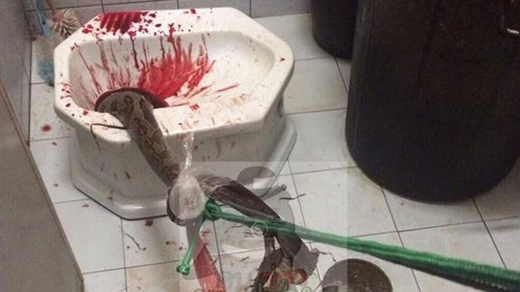    Гигантский питон из унитаза укусил за пенис жителя Таиланда