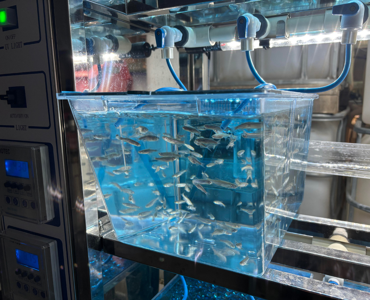 Культура Danio rerio. Источник: Алексей Морозов