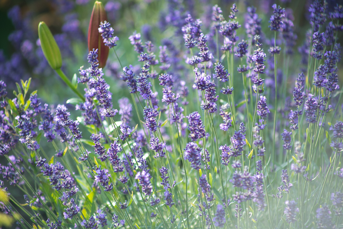 Лаванда. Автор Елена Якимова / Greenfingers