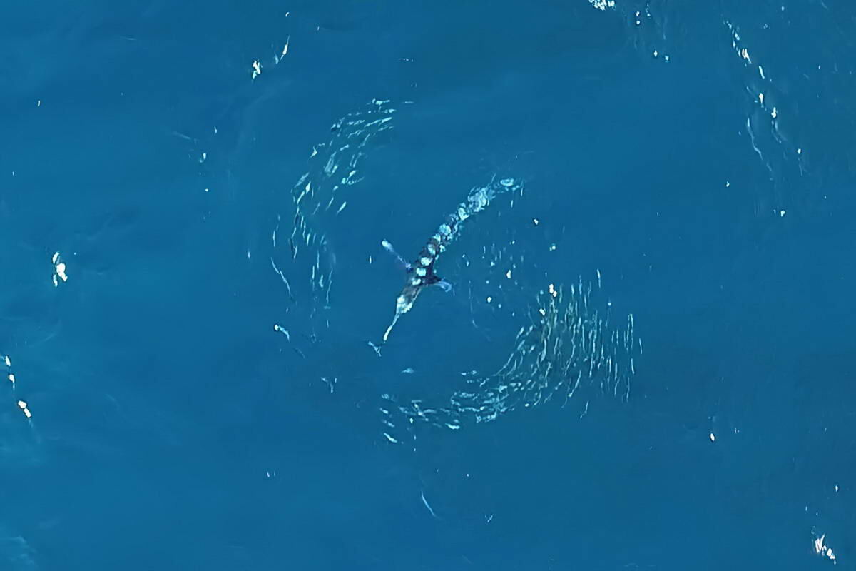 Интеллектуальная битва в океане