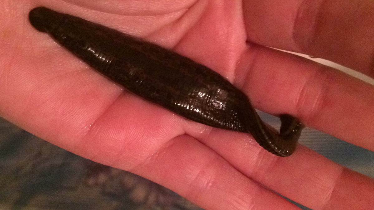 Укус во время мытья.