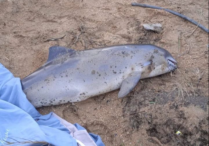    Фото: Telegram/Delfacenter