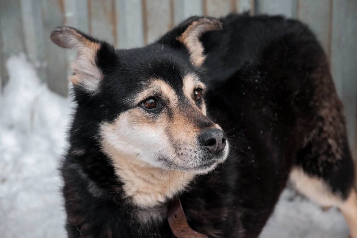 Рейвен ищет любящую семью 🧡