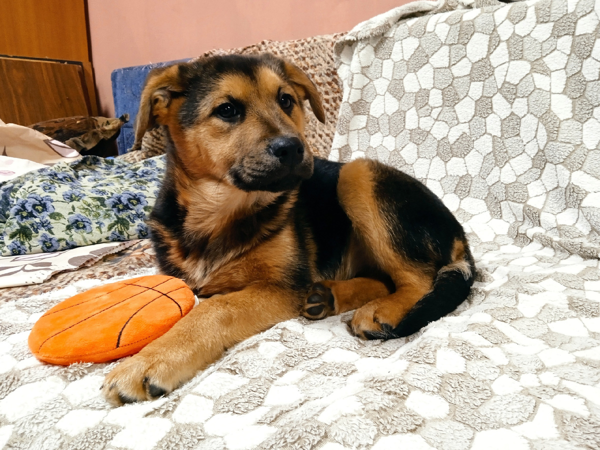 Ася в приюте.