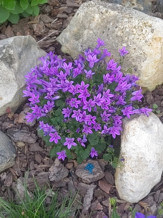 Колокольчик Гарганский.