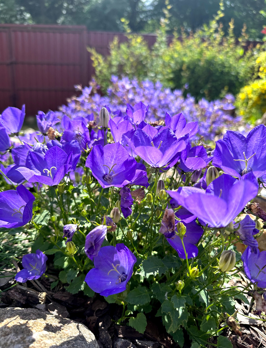 Колокольчик карпатский.