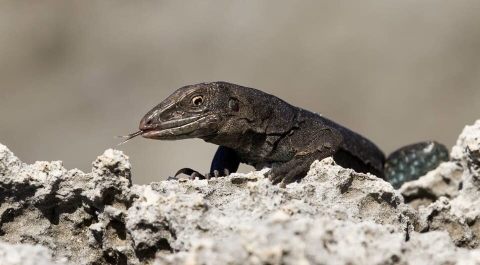   Toby Ross / Fauna & Flora